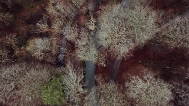 Drone Plane Dessus Une Forêt Pendant Saison Automne Mettant Valeur — Video