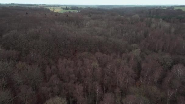 Vue aérienne prise par un drone planant haut au-dessus d'une forêt, révélant les arbres nus pendant la saison automnale