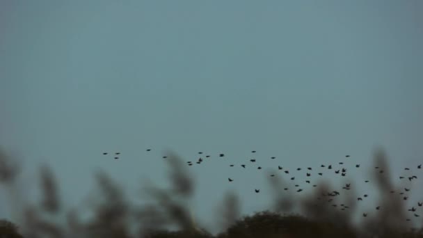 Starlings Graciosamente Voar Através Céu Azul Vibrante Emoldurado Por Plantas — Vídeo de Stock