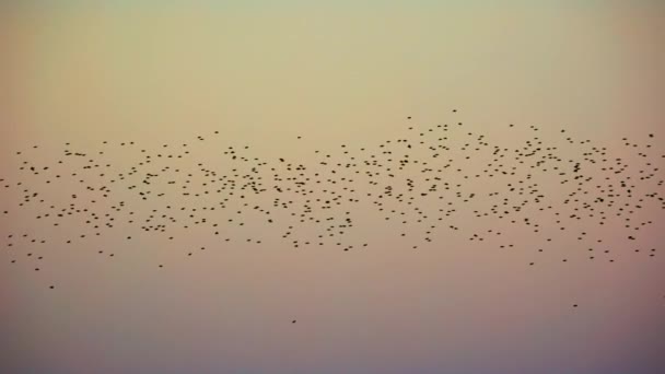 Starlings Graciosamente Subindo Céu Cremoso Criando Uma Exibição Inspiradora Voo — Vídeo de Stock