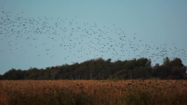 Starlings Gracefully Dancing Weaving Patterns Vast Open Fields Blue Sky — Stock Video