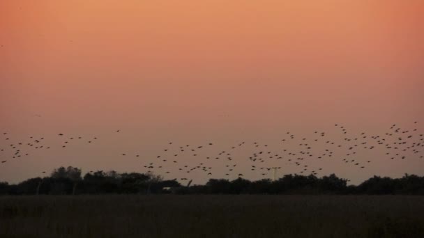 Flock Starlings Gracefully Maneuvering Dusky Sky Vast Grassy Field — Stock Video