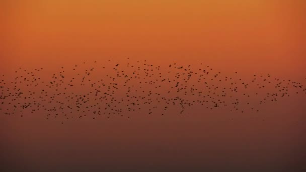 Starlings Χαριτωμένα Σιλουέτα Κατά Ένα Πορτοκαλί Κλίση Ουρανό Καθώς Παρουσιάζουν — Αρχείο Βίντεο