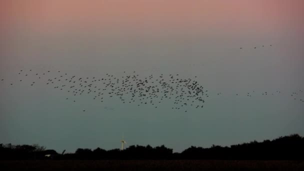 Starlings Graciosamente Manobrar Acima Árvores Silhuetas Entardecer — Vídeo de Stock