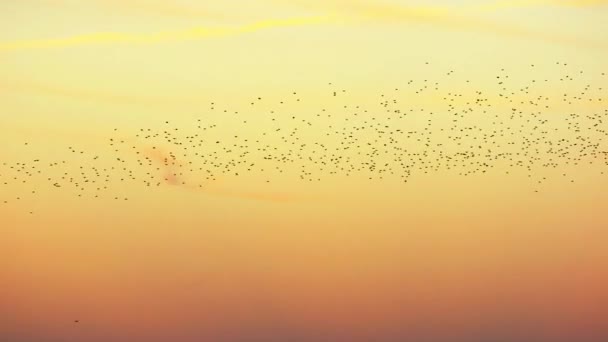 Flock Starlings Gracefully Descends Creating Enchanting Spectacle Backdrop Dusky Sky — Stock Video
