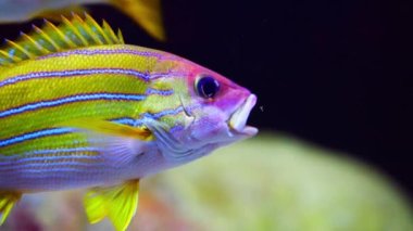 Çok çeşitli balık türleri arasında yüzen Bluestripe Snapper 'ın büyüleyici yakın çekimi