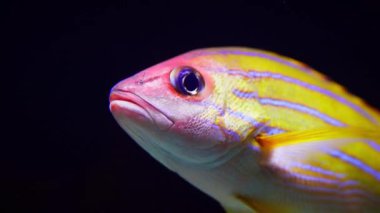 Çeşit çeşit balıkların arasında yüzen Bluestripe Snapper 'ı gösteren çekici bir yakın çekim.