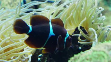 Mauritian Anemonfish 'in deniz şakayığı habitatının yakınında süzülürken çekilmiş yakın çekim görüntüleri.