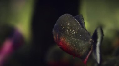 Kırmızı karınlı bir piranhanın çarpıcı özelliklerini gösteren yakın plan bir görüntü.