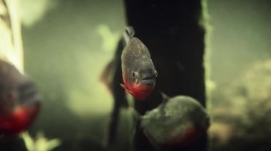 Su altındaki habitatlarında kırmızı karınlı piranha sürüsünü çeken yakın plan bir görüntü.