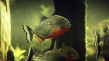 Sualtı ortamında bir grup kırmızı karınlı piranayı gösteren detaylı video görüntüleri.