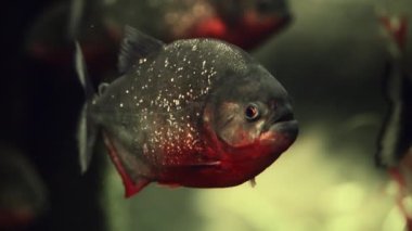 Bu sualtı görüntüleri bir piranhanın güçlü çenesini ve belirgin kırmızı göbeğini detaylı bir şekilde gösteriyor.