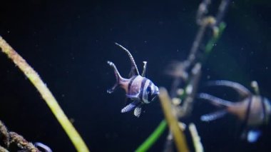 Bu kısa su altı görüntüleri Banggai kardinallerinin birbirlerine yakın yüzerken büyüleyici sosyal davranışlarını gösteriyor.