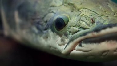 Bu sualtı görüntüleri, yılan başlı Murrel türünün doğal ortamında farklı özelliklerini gösteren detaylı bir görüntü sunuyor.