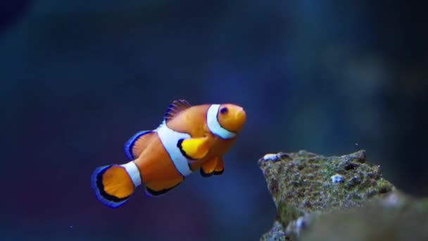 Крупный План Ocellaris Clownfish Грациозно Перемещающейся Своей Естественной Среде Обитания — стоковое видео