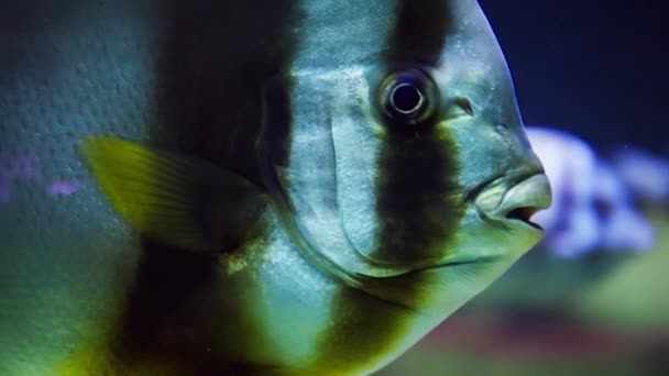 Egy Lenyűgöző Víz Alatti Felvétel Orbicular Spadefish Lenyűgöző Szépségéről — Stock videók