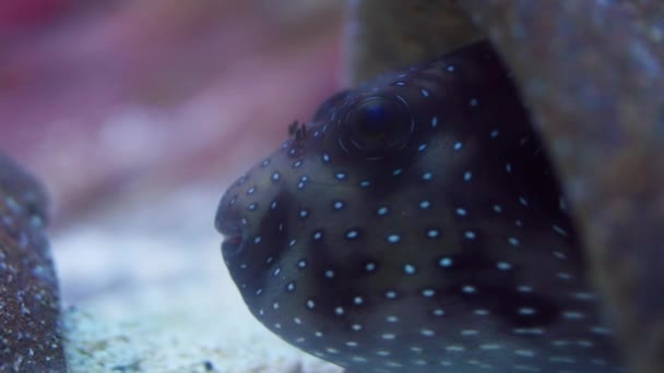 Underwater Footage Showcases Unique Markings Captivating Features White Spotted Puffer — Stock Video