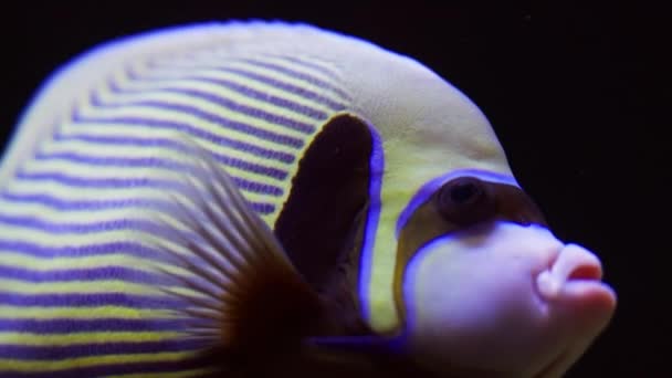 Denna Film Visar Fantastiska Färger Och Intrikata Mönster Kejsaren Angelfish — Stockvideo