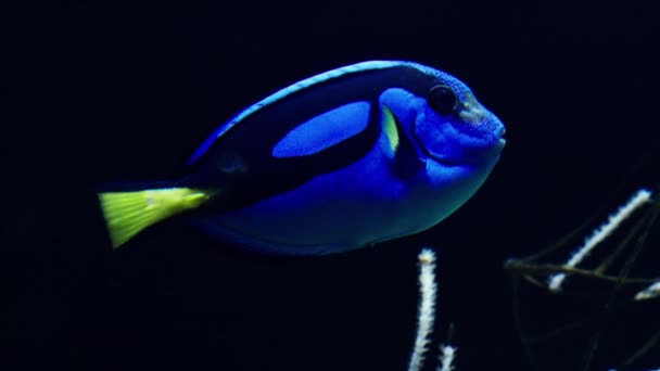 Tento Hypnotizující Podvodní Záznam Ukazuje Elegantní Pohyby Blue Tang Ryb — Stock video