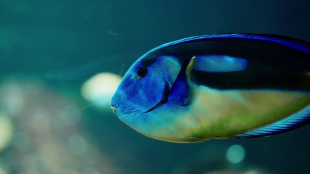 Ένα Κοντινό Πλάνο Ένα Εξωτικό Ψάρι Μπλου Τανγκ Κολυμπάει Χάρη — Αρχείο Βίντεο