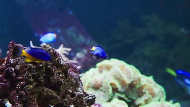 蔚蓝和黄尾鱼在生机勃勃的珊瑚中优雅地游动 — 图库视频影像