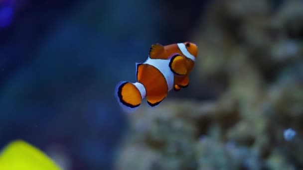 Самотня Ocellaris Clownfish Витончено Орієнтується Своє Яскраве Підводне Середовище Проживання — стокове відео