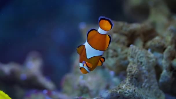 这段简短的水下录像记录了五彩斑斓的小丑鱼在生动而复杂的珊瑚群中航行的过程 — 图库视频影像