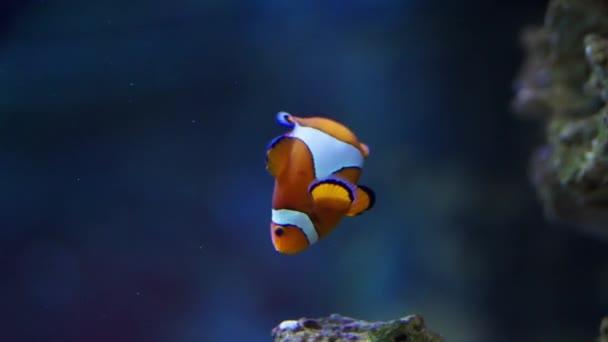 Solitário Ocellaris Clownfish Nada Através Seu Animado Ambiente Subaquático — Vídeo de Stock