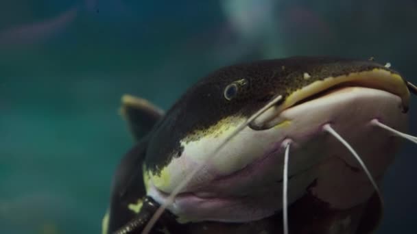 Redtail Catfish의 클로즈업으로 인상적인 기능과 독특한 표시를 보여줍니다 — 비디오