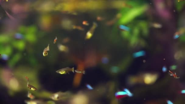エンドラー リヴェイバーの魚の選択的なフォーカスショットを一緒に泳ぎ 水生の世界をナビゲート — ストック動画