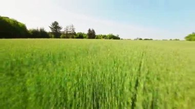 Alçaktan uçan yüksek hızlı bir dron güneşli bir günde ekinlerin üzerinde süzülüyor.