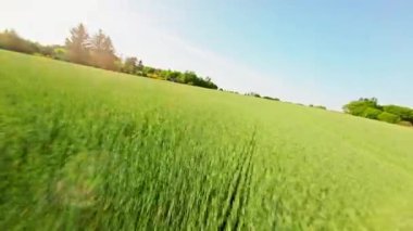 Bir çiftlikteki ekinlerin üzerinde süzülen yüksek hızlı bir dronun birinci şahıs görüntüsü güneşli gökyüzünün altında manzaralı yeşil bir manzara sunuyor.