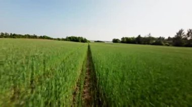 Güzel, güneşli bir günde yemyeşil bir çiftlik arazisinin toprak yolunun üzerinde uçan yüksek hızlı bir dronun görüntüsü.