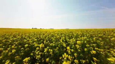 Alçaktan uçan bir dron yükselmeden önce sarı çiçeklerin üzerinde süzülür, engin çiftlik manzarasını mavi gökyüzünün zeminine karşı gözler önüne serer