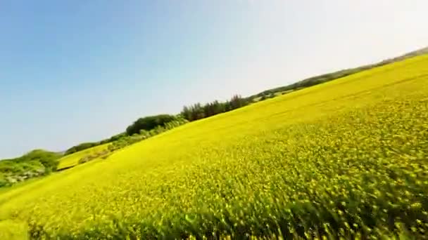 Εκπληκτικό Βίντεο Drone Συλλαμβάνει Την Ομορφιά Ενός Πεδίου Κίτρινα Λουλούδια — Αρχείο Βίντεο