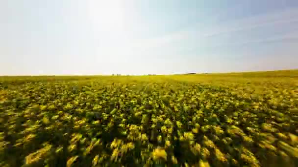 Parlak Gökyüzünün Altındaki Bir Tarlada Sarı Çiçeklerin Üzerinde Süzülen Yüksek — Stok video