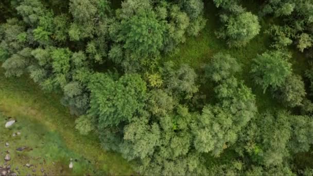 Een Overhead Shot Van Bomen Een Groen Berglandschap Buurt Van — Stockvideo