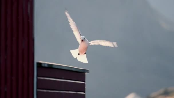 Seagull Flight Gracefully Landing Perching Building Adorned Striking Red Fluted — Stock Video