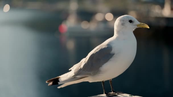 Seagull Peacefully Perched Wooden Surface Blurred Backdrop Takes Flight Afterward — Stock Video