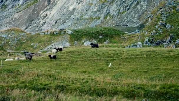 在白天 一个迷人的拍摄角度捕捉到一群在田园诗般的草原上吃草的家养黑白羊 — 图库视频影像
