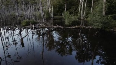 Sel basmış bir ormanın sığ sularında düşen küçük ağaçları yakalayan alçak bir dron atışı.