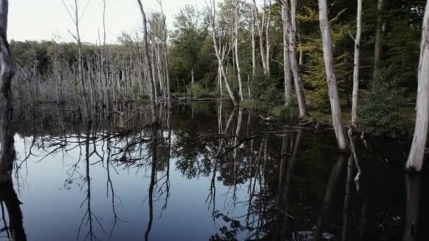 Träd Grenar Låg Vattnet Översvämmad Skog Omgiven Frodigt Grönt Landskap — Stockvideo