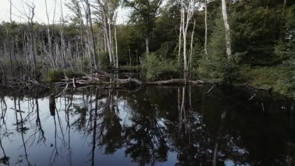 Πεσμένα Δέντρα Βρίσκονται Στα Ρηχά Νερά Ενός Πλημμυρισμένου Δάσους Αντανακλώντας — Αρχείο Βίντεο