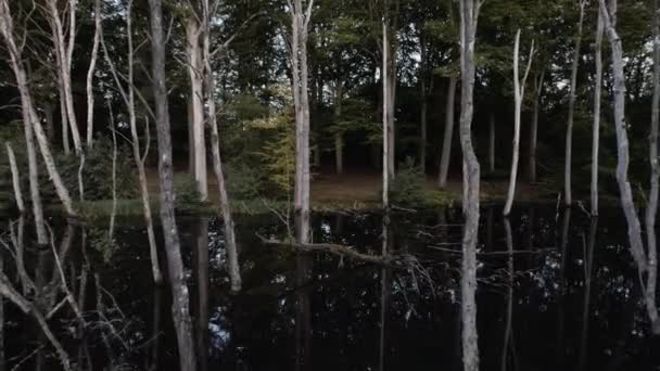 Nce Çıplak Ağaçların Küçük Dalların Drone Görüntüsü Ormanın Karanlık Sularında — Stok video
