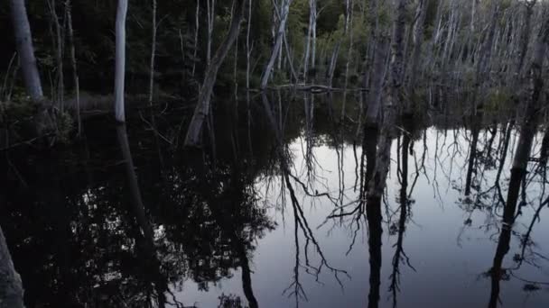 Dark Floodwaters Surround Thin Bare Trees Forest Reflecting Trees Sky — Stock Video