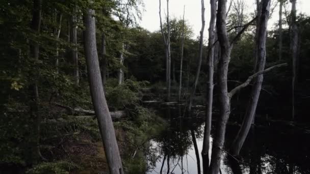 Çırılçıplak Ağaçlar Parlak Bir Gökyüzünün Altında Yemyeşil Bir Manzarayla Çevrili — Stok video