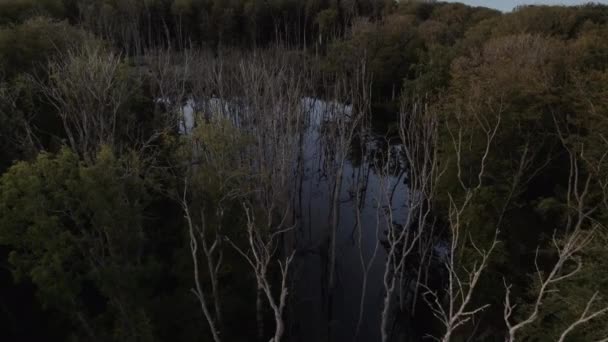 Drone Filmato Che Mostra Alberi Nudi Piedi Una Foresta Allagata — Video Stock