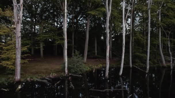Nsansız Hava Aracı Arka Planda Yemyeşil Bir Manzarayla Ormanın Karanlık — Stok video