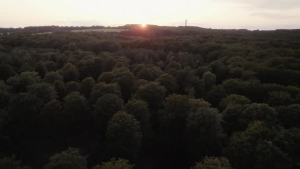 Riprese Drone Che Vola Sopra Una Lussureggiante Foresta Con Luce — Video Stock