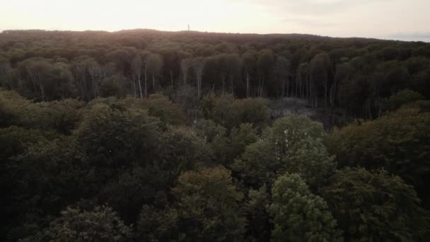 Drone Vola Sopra Zona Paludosa Una Lussureggiante Foresta Verde Sotto — Video Stock